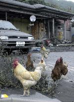 Chickins walk around on deserted Miyakejima Island